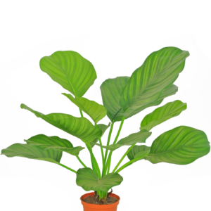 Kunstplant Calathea 46 cm