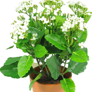 Kunstbloem Kalanchoe plant 31 cm wit