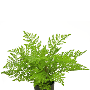 Kunst varen 35 cm in sierpot zwart