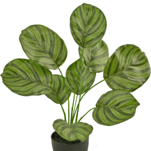 Kunst Calathea 48 cm  in sierpot zwart