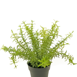 Kunstplant Anthurium 27 cm