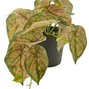 Kunstplant Scindapsus 25 cm