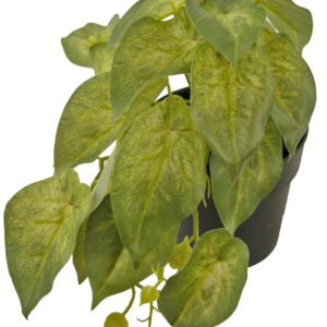 Kunstplant Scindapsus 25 cm