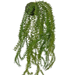Kunst hangplant Phlegmariurus bal 50 cm