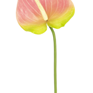 Kunstbloem Anthurium 65 cm groen/roze