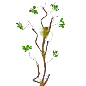 Kunsttak Enkianthus 100 cm groen