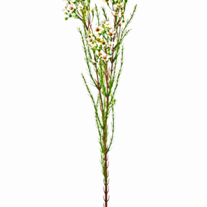 Kunsttak Waxflower 78 cm creme