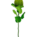 Kunstbloem Banksia 59 cm groen