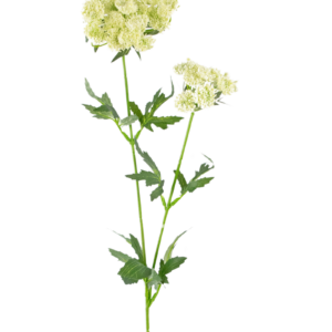 Kunstbloem Kantbloem 76 cm wit