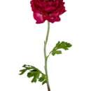Kunstbloem Ranunculus 51 cm donkerroze