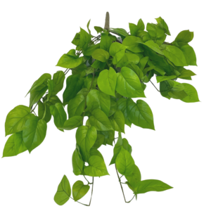 Kunst Pothos Struik Deluxe 90cm